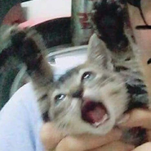 Стикер 😱 из набора Stupid Cattos by