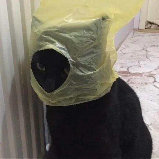 Стикер 😐 из набора Stupid Cattos by
