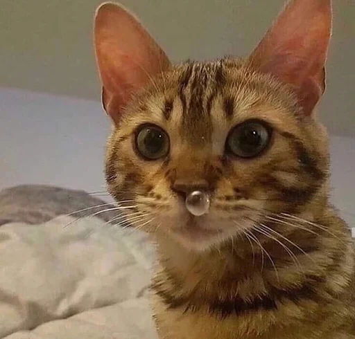 Стикер 😯 из набора Stupid Cattos by