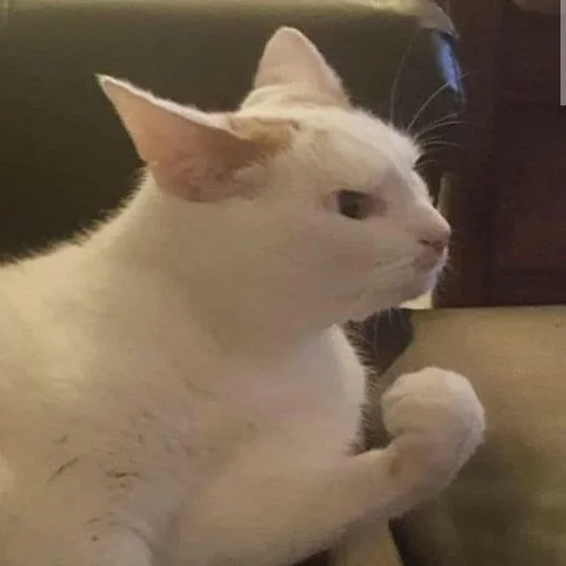 Стикер 😡 из набора Stupid Cattos by