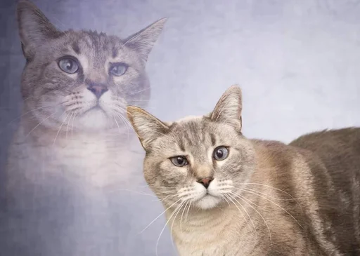 Стикер 🧐 из набора Stupid Cattos by