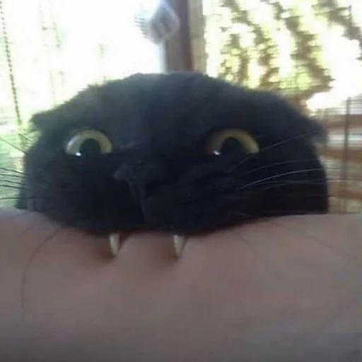 Стикер 😘 из набора Stupid Cattos by