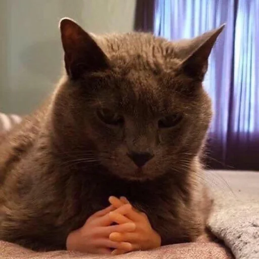 Стикер 😒 из набора Stupid Cattos by