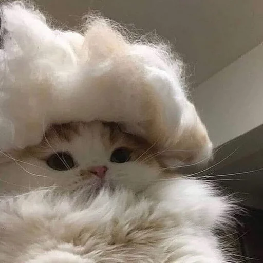 Стикер ☁️ из набора Stupid Cattos by