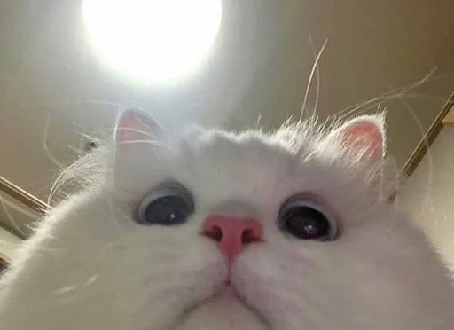 Стикер 😌 из набора Stupid Cattos by