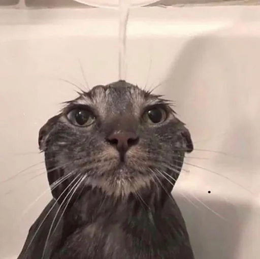 Стикер 🚿 из набора Stupid Cattos by