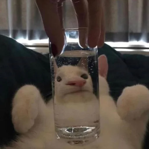 Стикер 😐 из набора Stupid Cattos by