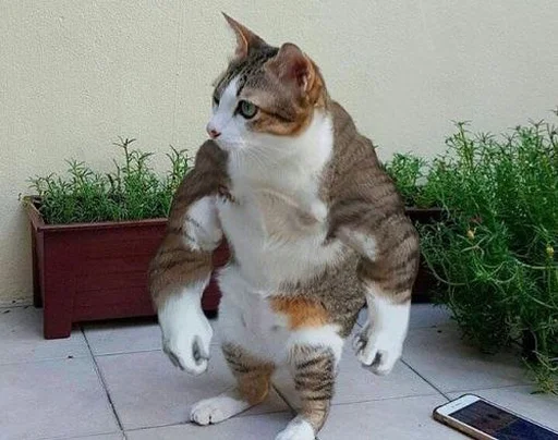 Стикер 💪 из набора Stupid Cattos by