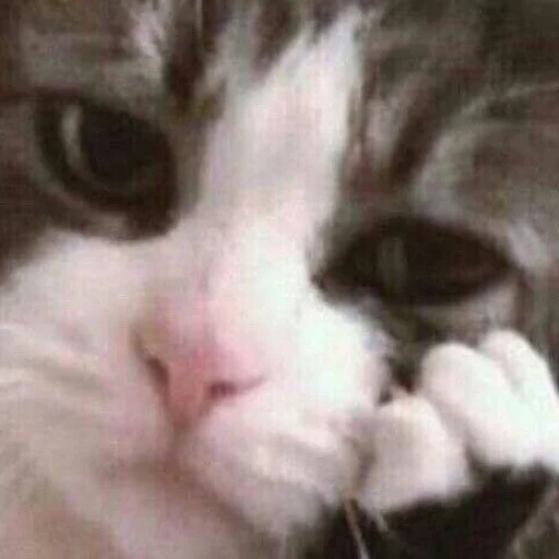 Стикер 😢 из набора Stupid Cattos by