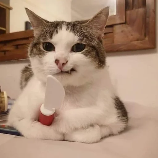 Стикер 🔪 из набора Stupid Cattos by