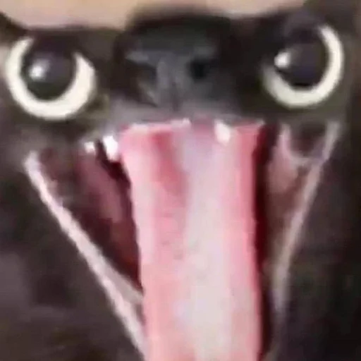 Стикер 😂 из набора Stupid Cattos by