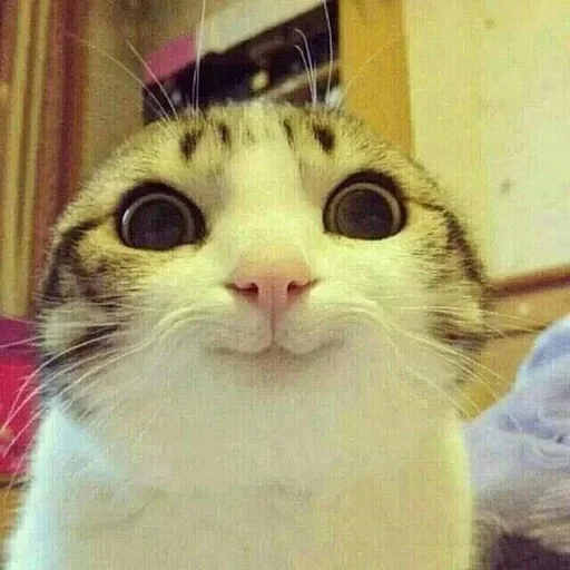 Стикер 🙂 из набора Stupid Cattos by