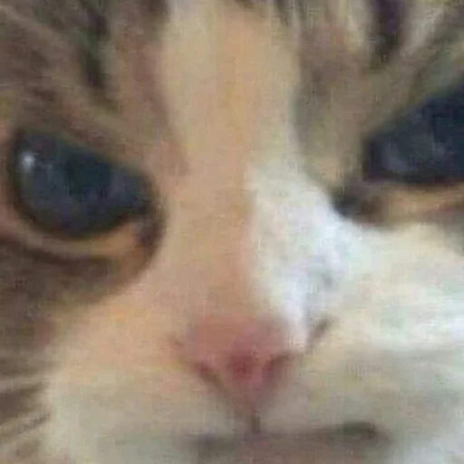Стикер 😒 из набора Stupid Cattos by