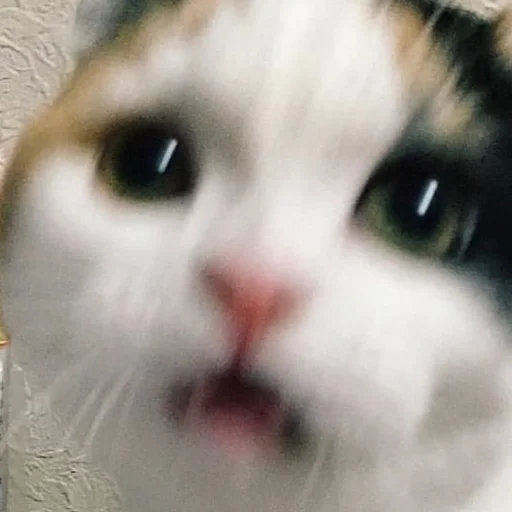 Стикер 😳 из набора Stupid Cattos by