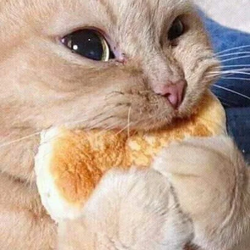 Стикер 🍔 из набора Stupid Cattos by