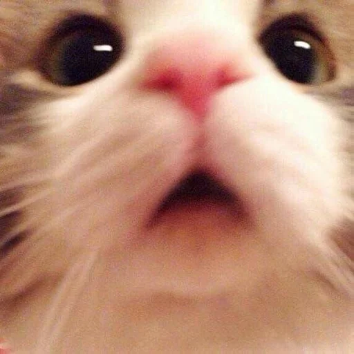 Стикер 😳 из набора Stupid Cattos by