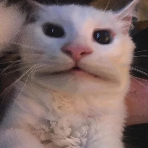 Стикер 😐 из набора Stupid Cattos by