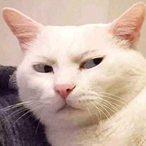 Стикер 😒 из набора Stupid Cattos by