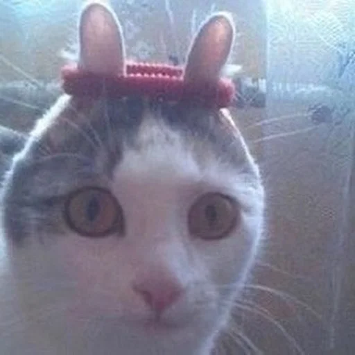 Стикер 😳 из набора Stupid Cattos by