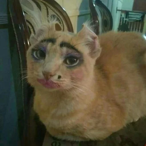 Стикер 👧 из набора Stupid Cattos by