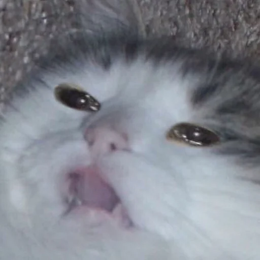 Стикер 😢 из набора Stupid Cattos by