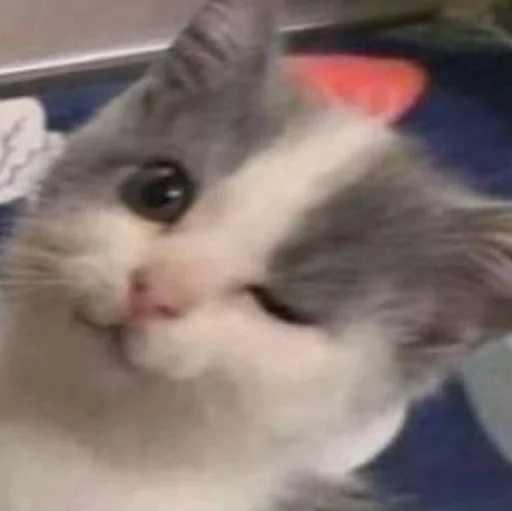 Стикер 😉 из набора Stupid Cattos by