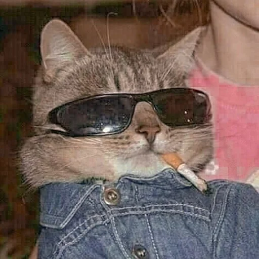 Стикер 😎 из набора Stupid Cattos by