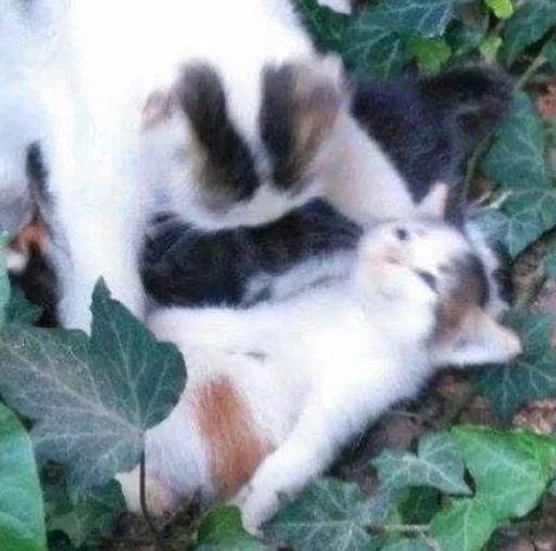 Стикер 😴 из набора Stupid Cattos by