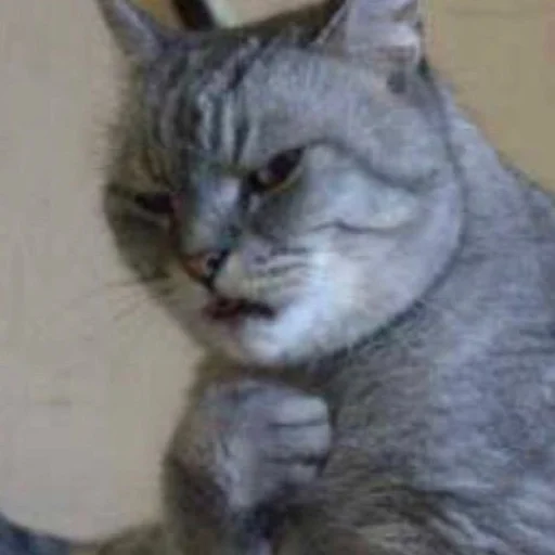 Стикер 🤢 из набора Stupid Cattos by