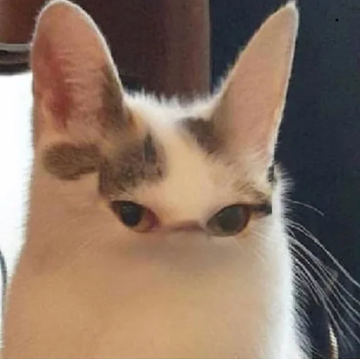 Стикер 😐 из набора Stupid Cattos by