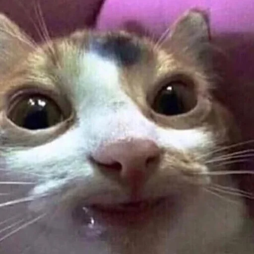 Стикер 😏 из набора Stupid Cattos by