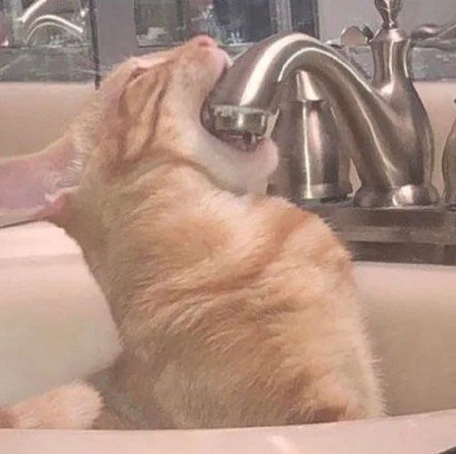 Стикер 🍺 из набора Stupid Cattos by