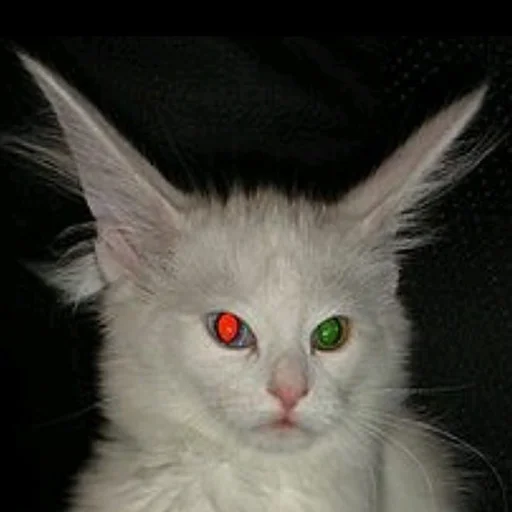 Стикер 😠 из набора Stupid Cattos by