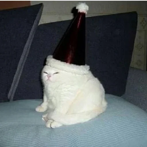 Стикер 🥳 из набора Stupid Cattos by