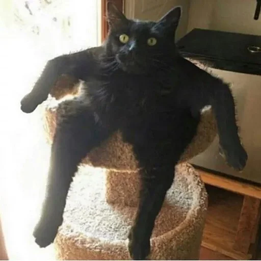 Стикер 😡 из набора Stupid Cattos by