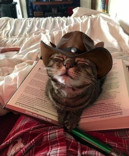 Стикер 🤠 из набора Stupid Cattos by