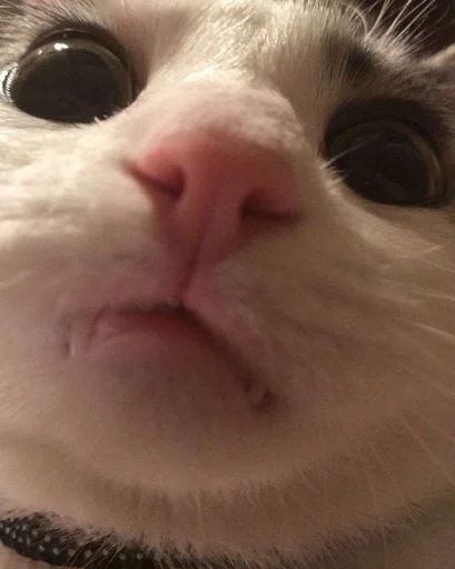 Стикер 😠 из набора Stupid Cattos by