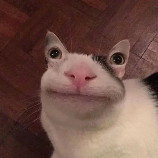 Стикер 😐 из набора Stupid Cattos by