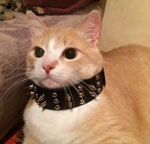 Стикер 🔞 из набора Stupid Cattos by