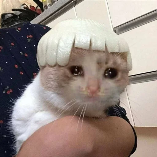 Стикер 😢 из набора Stupid Cattos by