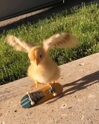 Стикер 🐣 из набора Stupid Cattos by