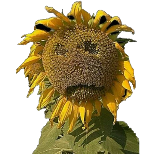 Стикер 😐 из набора Lazy veggies