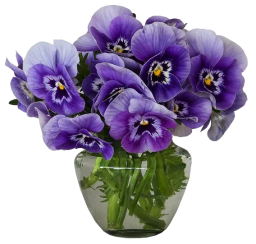 The Violet Flower