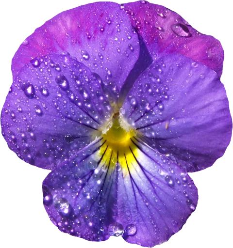 The Violet Flower
