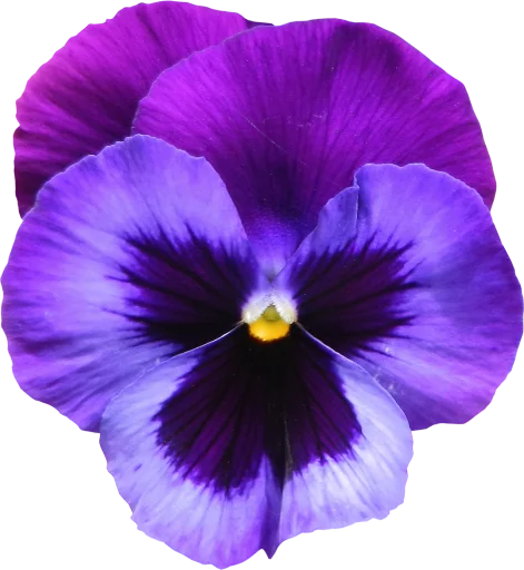 The Violet Flower