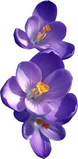 The Violet Flower