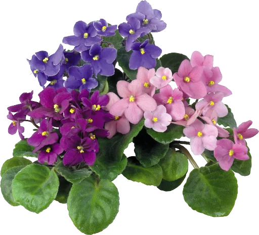 Стикер ✨ из набора The Violet Flower