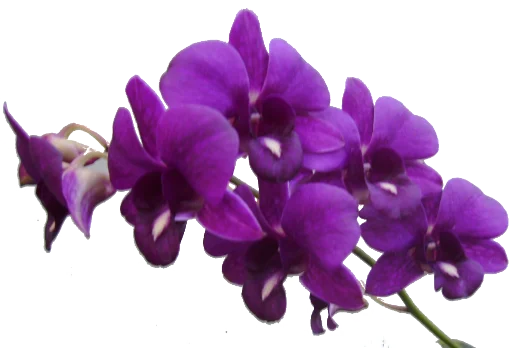 Стикер 🌺 из набора The Violet Flower