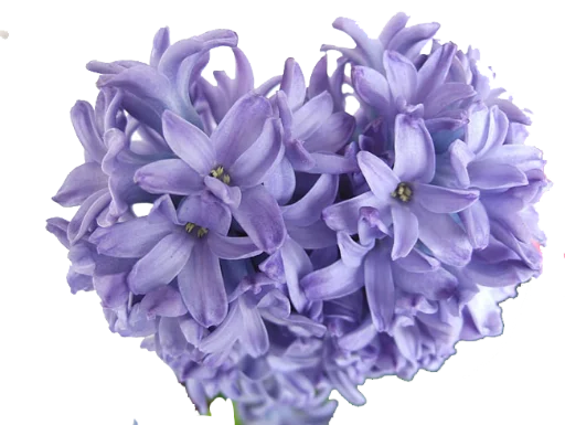 Стикер 💜 из набора The Violet Flower