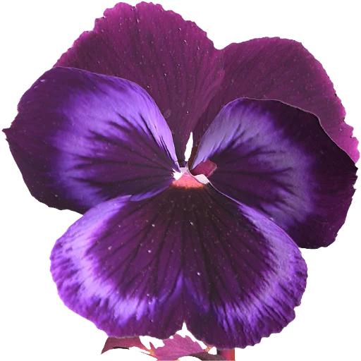 Стикер 💗 из набора The Violet Flower
